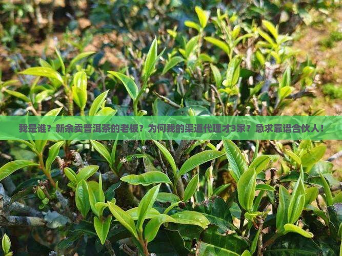 新余熟普洱茶渠道代理招商 新余熟普洱茶渠道代理招商