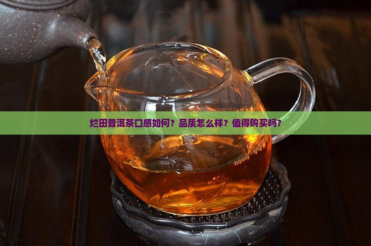 烂田普洱茶怎么样