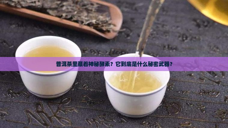 普洱茶是酵素吗