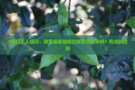 脾胃虚寒能喝红茶普洱茶吗