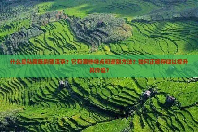 私藏陈韵普洱茶