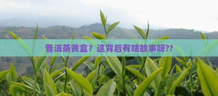 普洱茶黄盒什么意思