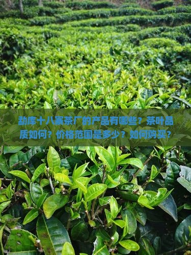 勐库十八寨茶厂