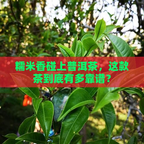 靠谱的糯米香普洱茶