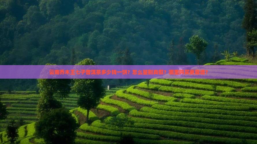 云南乔木王七子普洱茶