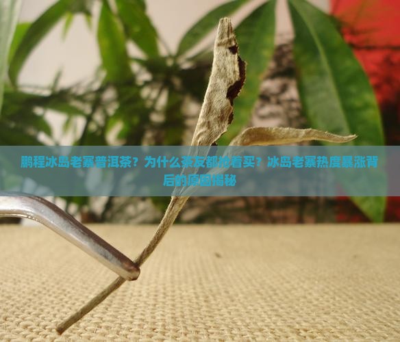 鹏程冰岛老寨普洱茶