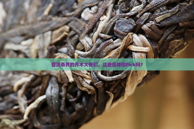 普洱茶乔木有哪些品牌