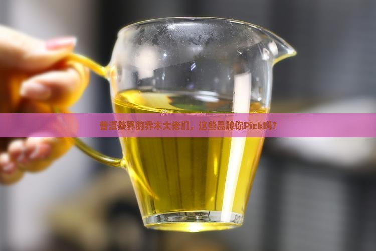 普洱茶乔木有哪些品牌