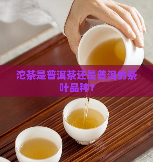 沱茶属于普洱茶吗