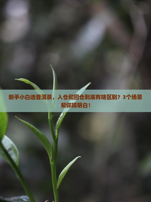入仓和回仓普洱茶