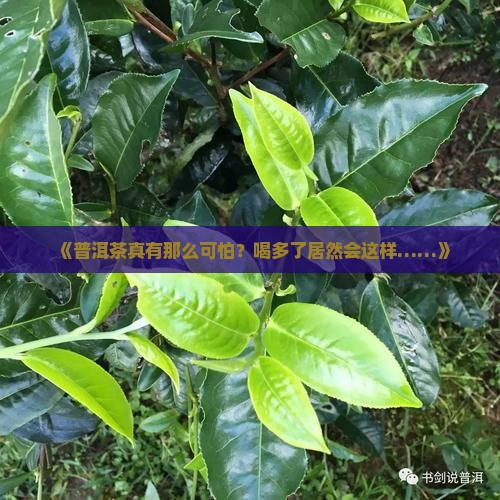 为什么喝普洱茶不好