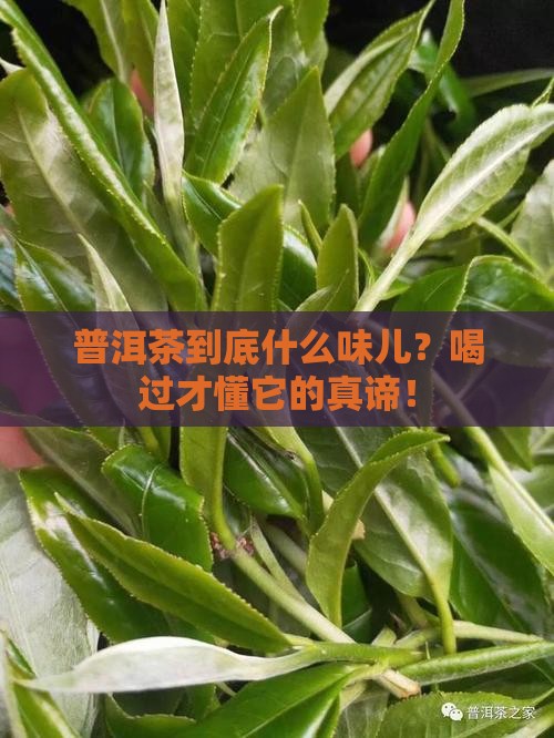 真正的普洱茶什么味道