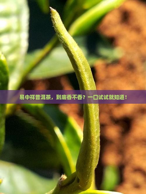 易中祥普洱茶怎么样