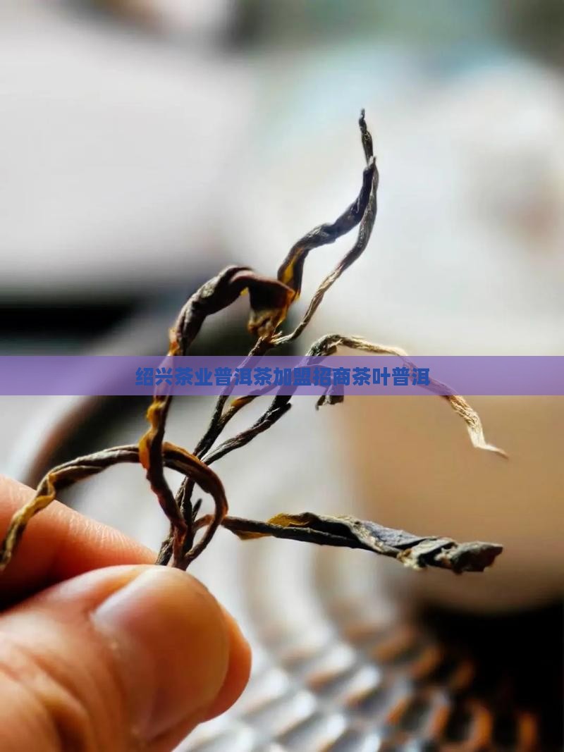 绍兴靠谱普洱茶招商