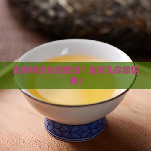 古茶树可以做普洱茶吗