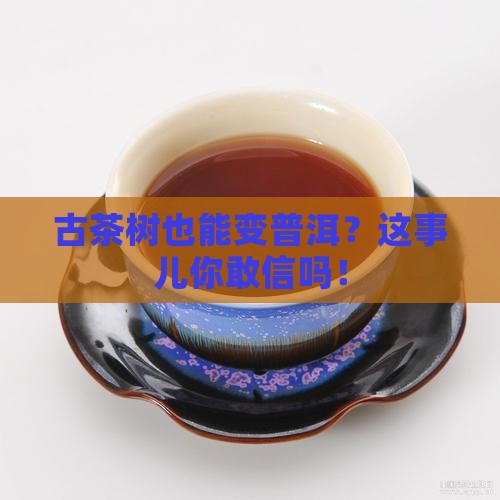 古茶树可以做普洱茶吗
