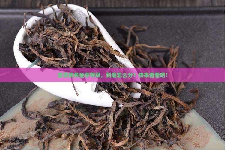 普洱茶黄金芽等级怎么分辨