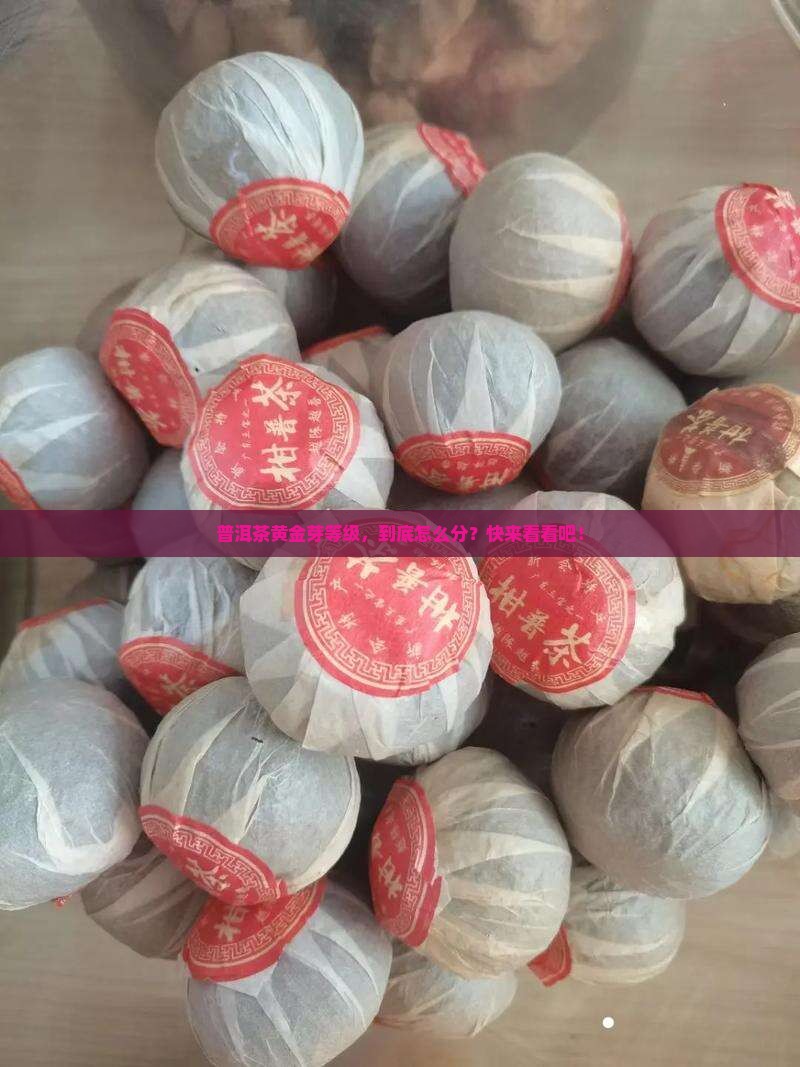 普洱茶黄金芽等级怎么分辨