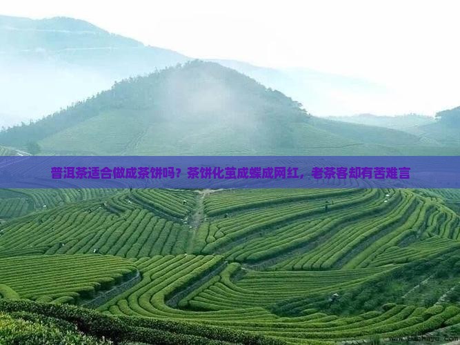 普洱茶适合做成茶饼吗