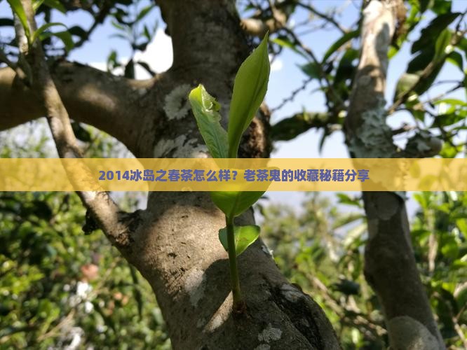 2014冰岛之春生茶