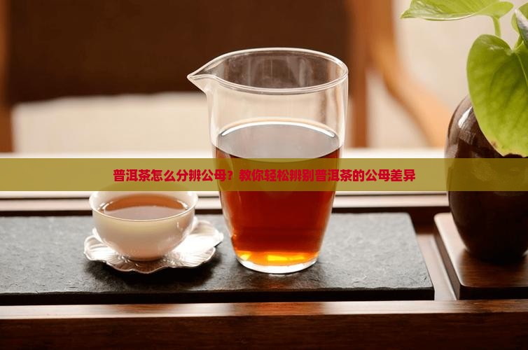 普洱茶怎么分辨公母