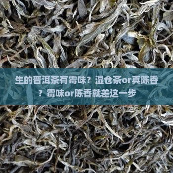 生的普洱茶有霉味