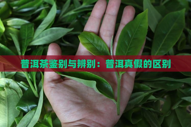 普洱茶正品和假冒的区别