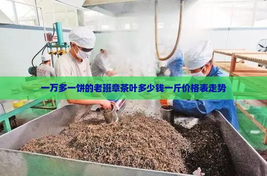 一万多一饼的老班章茶叶