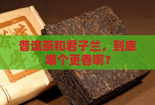 普洱茶和君子兰哪个好种