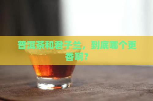 普洱茶和君子兰哪个好种