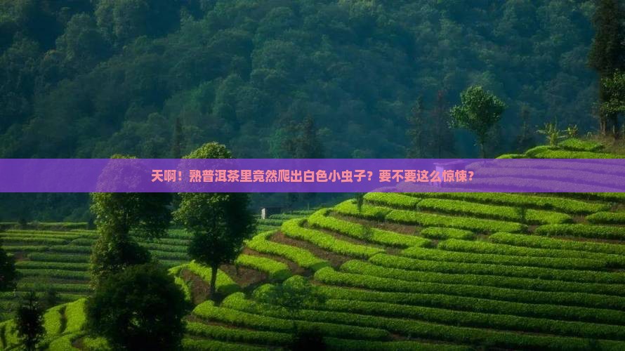 熟普洱茶里面有白色虫子