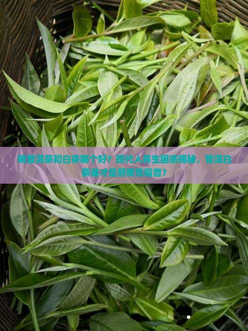 喝普洱茶和白茶哪个好