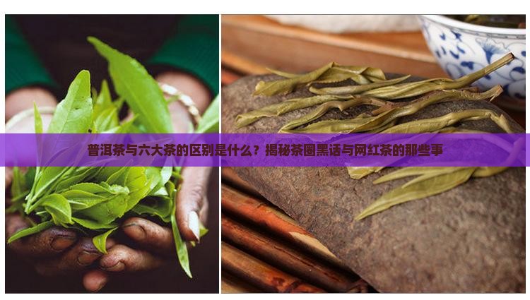 普洱茶与六大茶的区别是