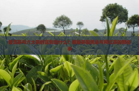 普洱茶与六大茶的区别是
