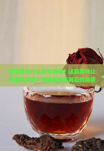 普洱茶为什么有牛粪味