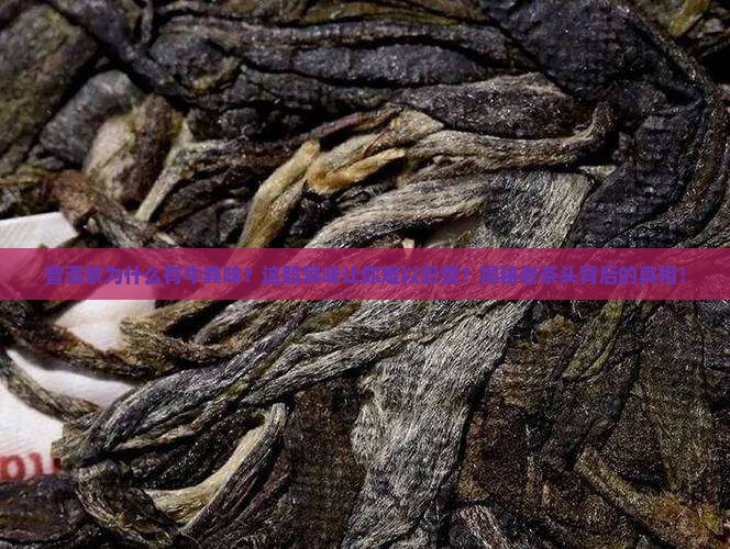 普洱茶为什么有牛粪味
