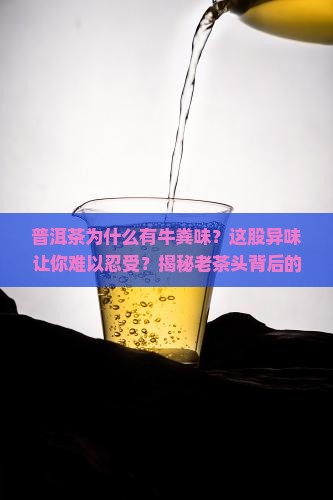 普洱茶为什么有牛粪味