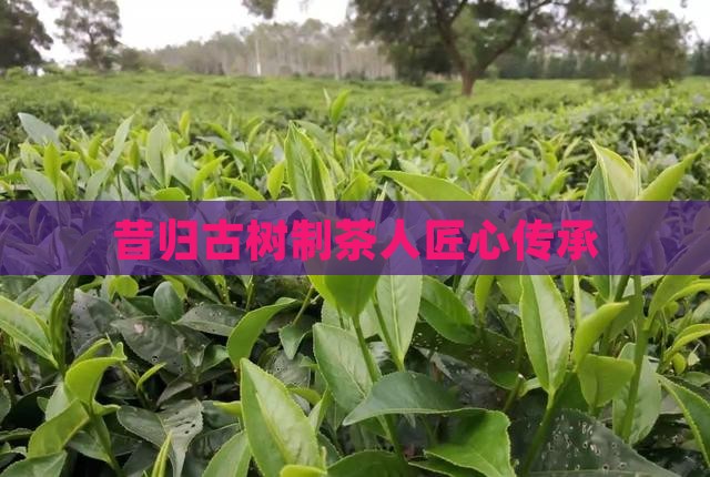 昔归古树制茶人
