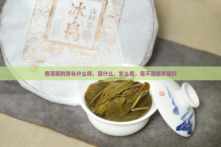 普洱茶的芽头什么样