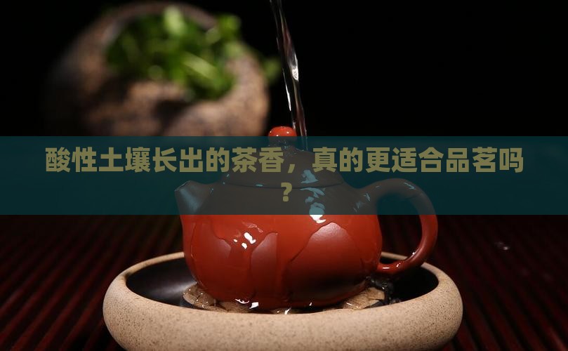 酸性土壤适合种茶叶吗