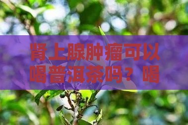 肾上腺瘤可以喝普洱茶吗