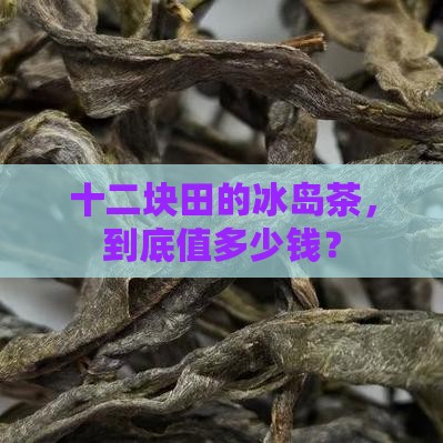 十二块田冰岛茶叶价格