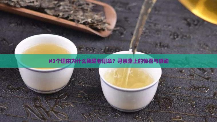 名山寻茶老班章体验