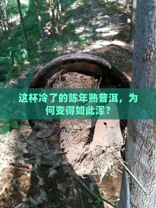 陈年熟普洱茶冷后浑