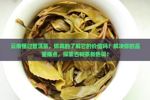 云南懂过普洱茶