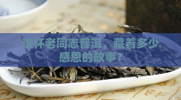 老同志普洱茶感恩生茶