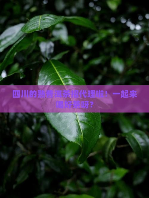 四川熟普洱茶代理招商
