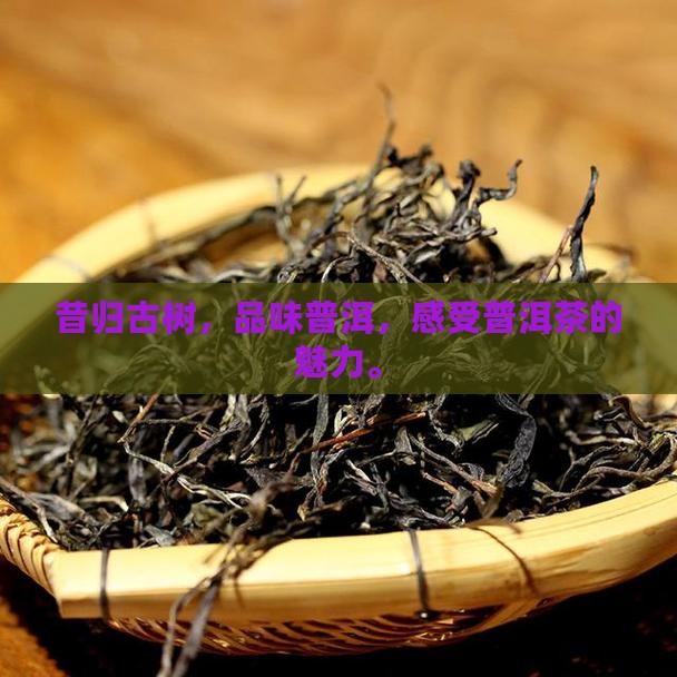 用一句话表达昔归古树生普