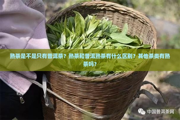 熟茶是不是只有普洱茶
