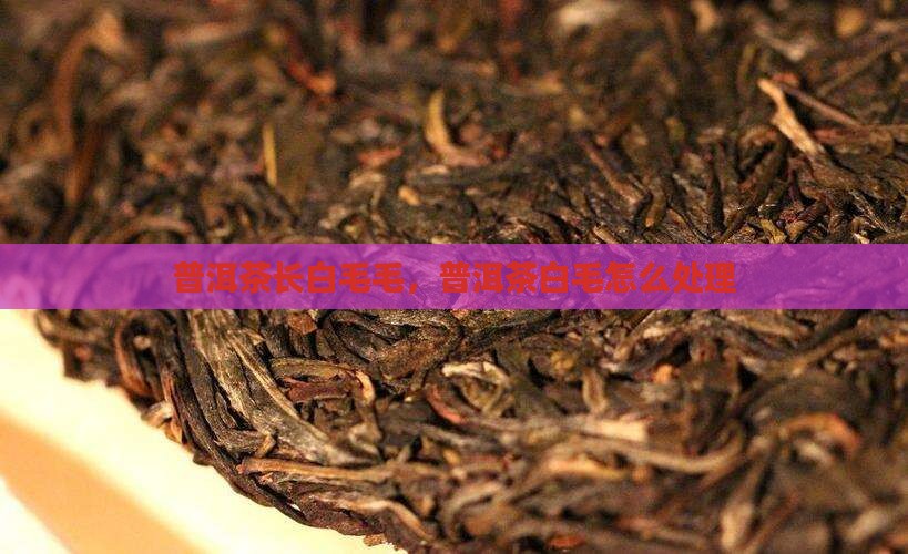 普洱茶长白毛毛